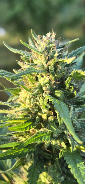 Fruity Juice's picture by Dembinsky