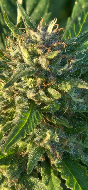 Fruity Juice's picture by Dembinsky
