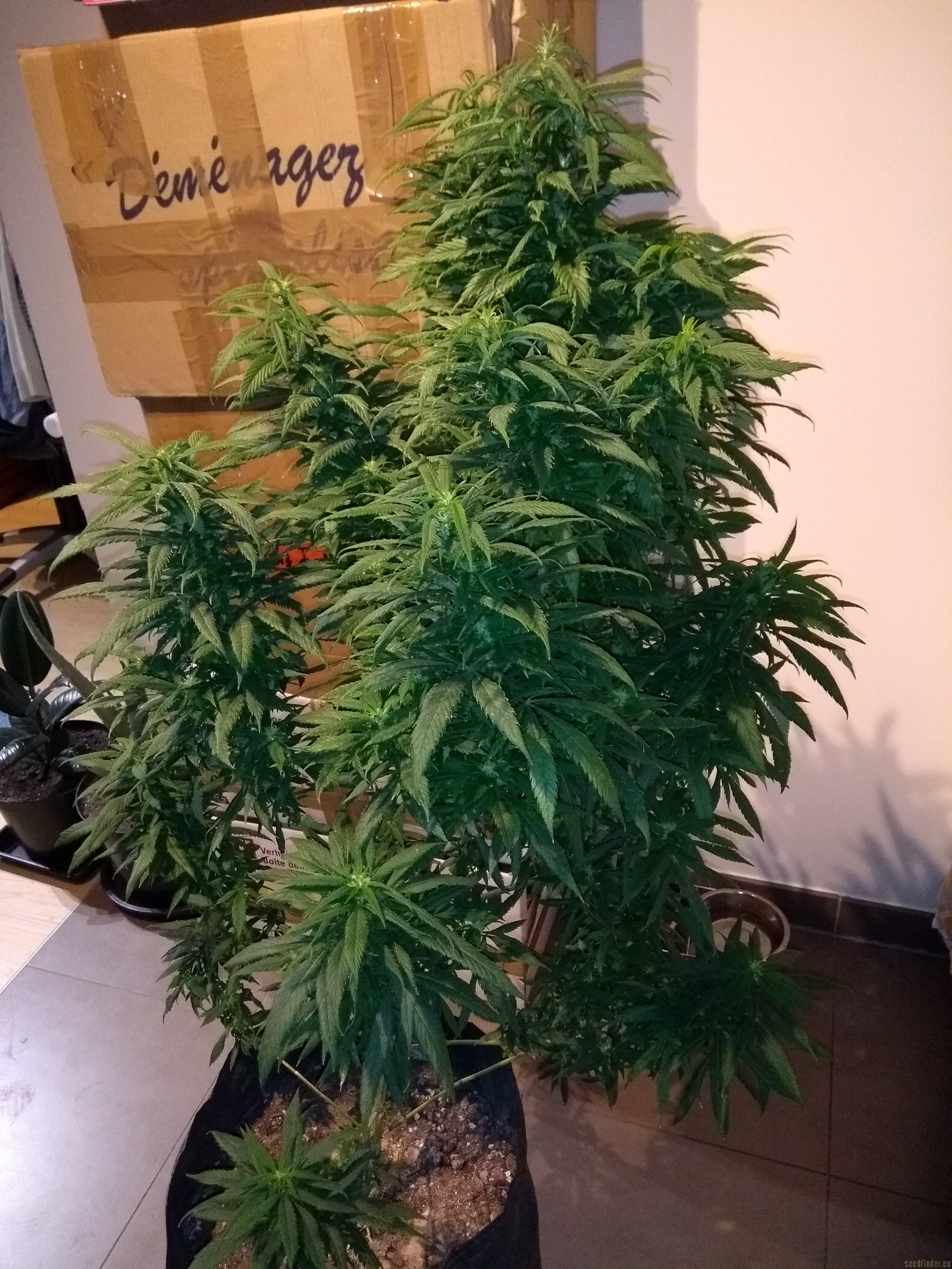 Strain Gallery Hindu Kush Sensi Seeds PIC 23673 By Sensi Seeds Strain Gallery Hindu Kush Sensi Seeds PIC 23673 By Sensi Seeds