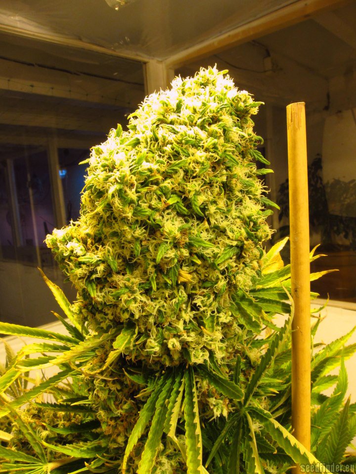 Galer a De Variedades Hindu Kush Sensi Seeds PIC 8344 By Sensi Seeds Galer a De Variedades Hindu Kush Sensi Seeds PIC 8344 By Sensi Seeds