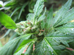 Jack Flash #5's picture by 25organics