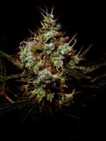 An image of Jack Herer