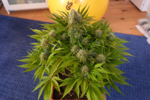 An image of Mandarine Jam