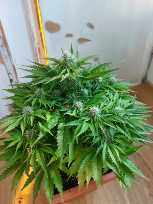 An image of Mandarine Jam