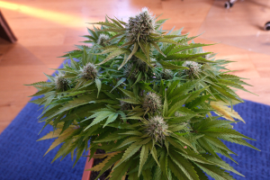 An image of Mandarine Jam