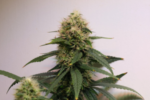 Maple Leaf Indica's picture by Turbothorsten