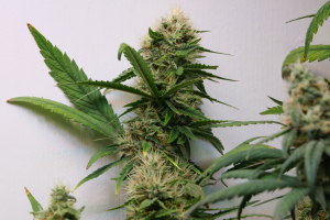 Maple Leaf Indica's picture by Turbothorsten