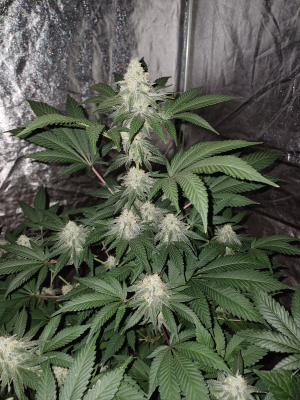 Northern Lights's picture by sorbetjunky