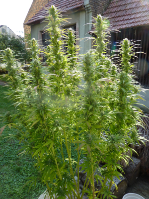 An image of Purple Cookie Kush