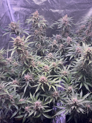 Image #24112514518106414