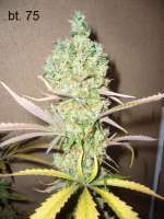 An image of Super Skunk