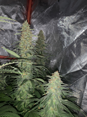 Image #30012668217784552