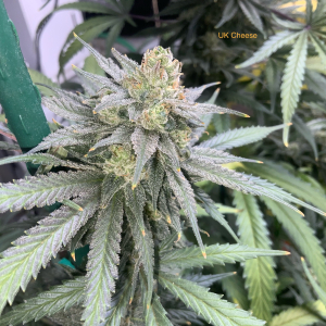 Image #25122550130491681