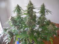 An image of Himalaya Blue Diesel