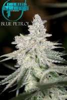 An image of Blue Petrol