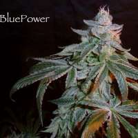 An image of Blue Power F2