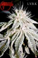 An image of Las Vegas Bubba Kush