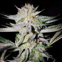 An image of NightFire OG