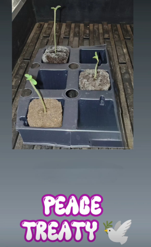 Image #22122508031739095