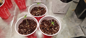 Image #24122548325085399