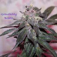 An image of Granddaddy Breath