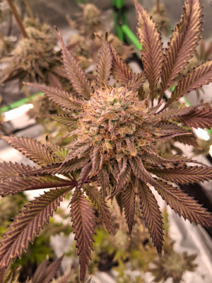 Image #26012673452710136