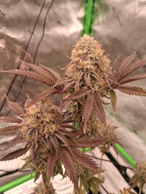 Image #26012698989017096