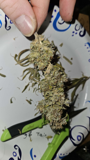 An image of Jungle Trainwreck