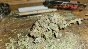 An image of Jungle Trainwreck