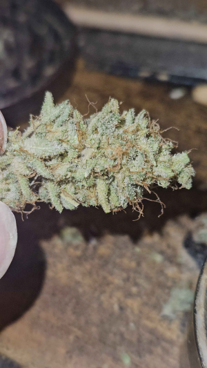 Image #10112500781549449