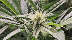 An image of Pink Jungleaide