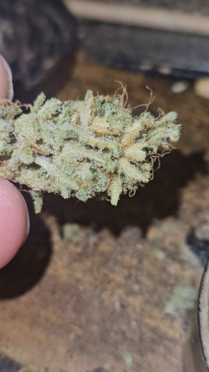 Image #10112519347399996