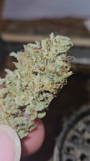 Image #10112538160215519