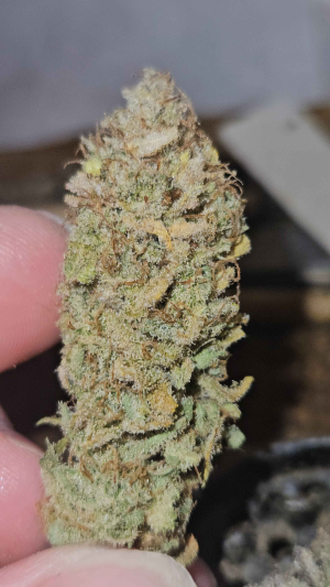 An image of Pink Jungleaide