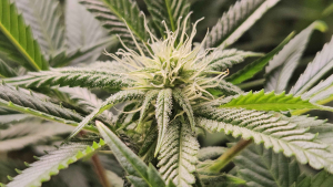 Image #10112593452885267