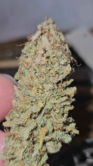 An image of Pink Jungleaide