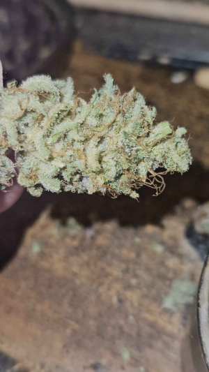 Image #10112594807635293