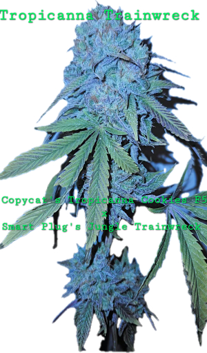 An image of Tropicanna Trainwreck