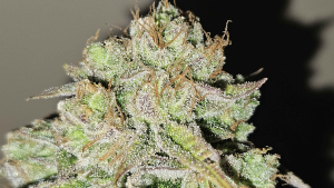 An image of Tropicanna Trainwreck