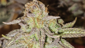 An image of Tropicanna Trainwreck