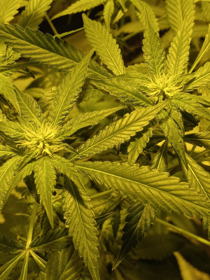 Coachella Kush's picture by crippy
