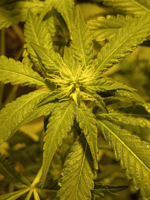 Coachella Kush's picture by crippy