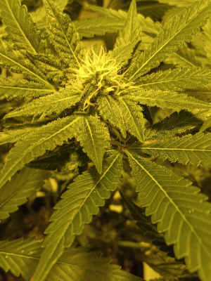 An image of Coachella Kush