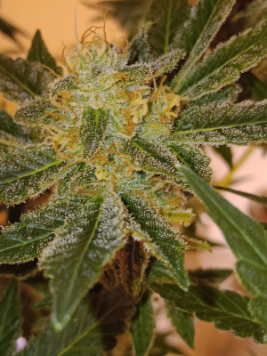 An image of Coachella Kush