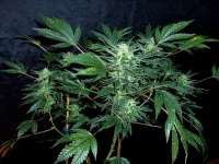 An image of Legends Ultimate Indica