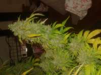 An image of Medical Kush Automatic