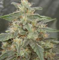 An image of White Widow