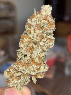 Image #27122508513044555