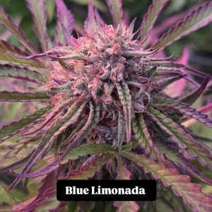 An image of Blue Limonada