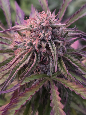 An image of Blue Limonada